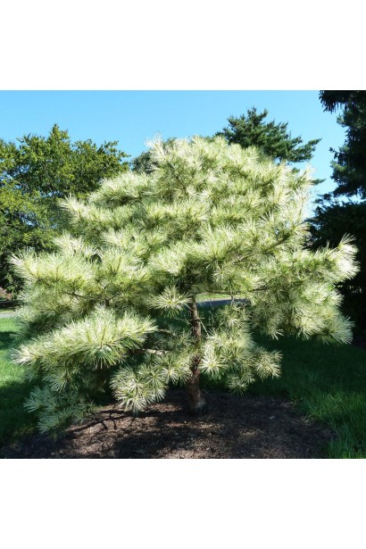 Сосна густоквіткова Окулус Драконіс в ландшафті
